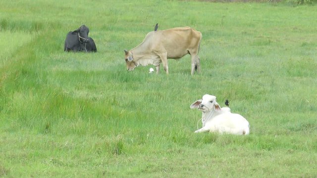 cow and bird relax in the Thailand countryside