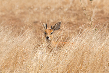 Steenbok (Raphicerus campestris), Kruger National Park, South Africa