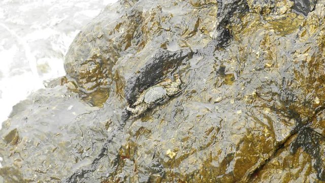 zoom in crab on the rock