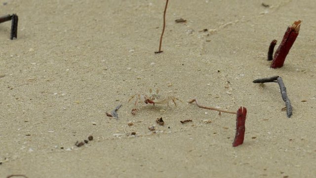 Crab walking on rock on sand