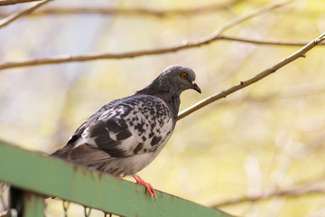portrait of pigeon