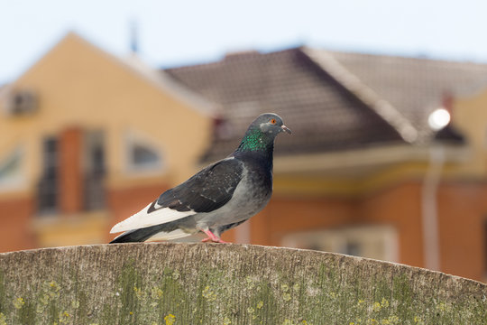pigeon on a concrete fence