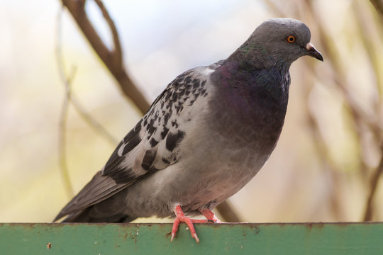 portrait of pigeon closeup