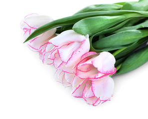 Bouquet of fresh tulips on a light background, isolated on white