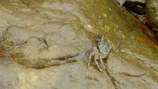 crab sitting on the rock