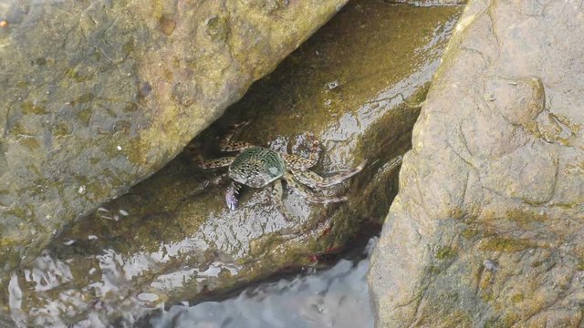 crab sleeping on the rock