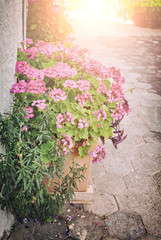Potted pink flowers