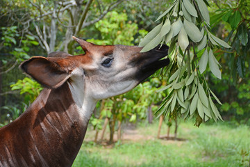 Fototapeta premium Okapia johnstoni having lunch