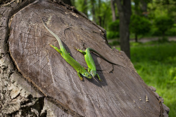 Fototapeta premium Green lizard in the wild.