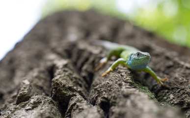 Green lizard in the wild.