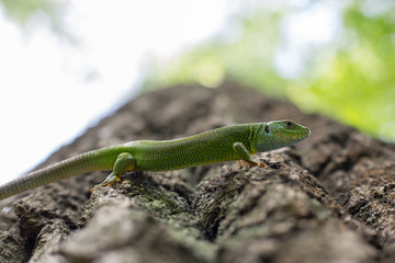 Green lizard in the wild.