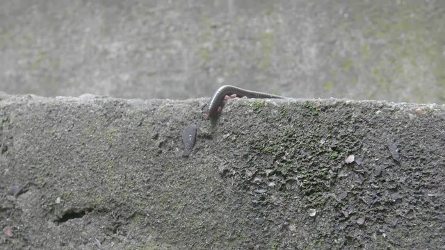 millipede walking on the rock