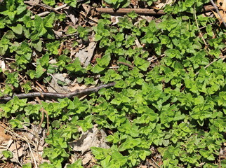 Forest floor.
New plants emerging in springtime covering the forest floor.