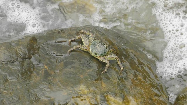 crab walking on the rock
