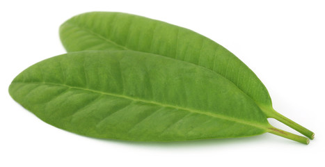Obraz premium Clove leaves
