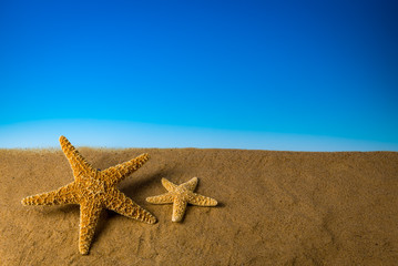 Fototapeta na wymiar Two starfish on sand with blue background