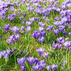 Crocus (Crocus sativus) flower