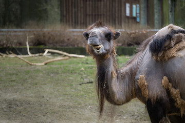 Kamel oder Dromeda mit lustigem Gesicht