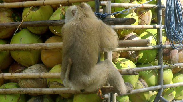 Monkey doing work, Coconut,Thailand