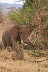 Bull Elephant