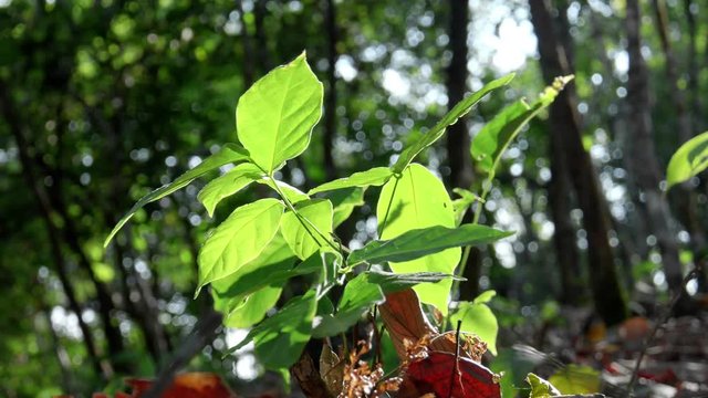 young tree in forest