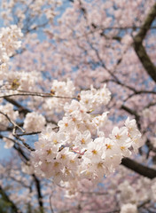 Sakura flowers blooming blossom, Japan, Selective focus