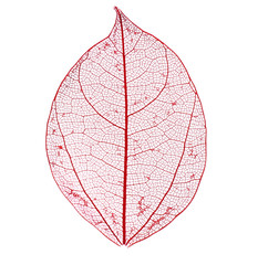 Skeleton leaf isolated on white