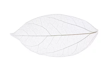 Acrylic prints Decorative skeleton Skeleton leaf isolated on white