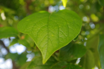Foflia