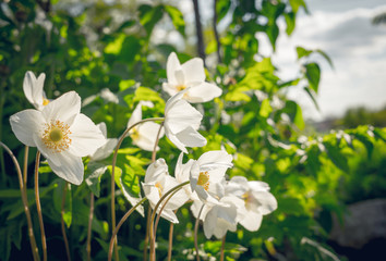 Obraz na płótnie Canvas Белый нежный садовый цветок анемон