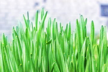 Fototapeta na wymiar background of dew drops on bright green grass