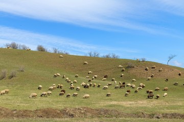 Fototapeta premium Flock of sheep