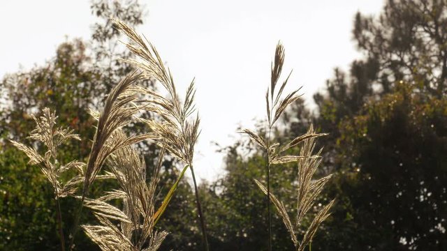 flower grass, field sunlight and rim light
