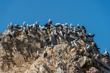 Peruvian booby on the rock, Islas Ballestas, Peru