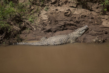 Crocodile On The Bank Of The Mara River