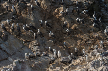 Obraz premium Peruvian booby on the rock, Islas Ballestas, Peru