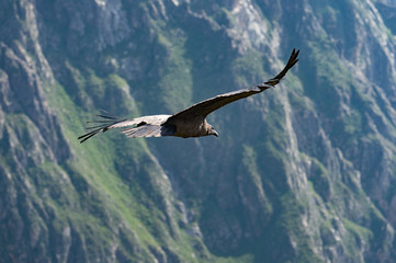 Fototapeta na wymiar Adean condor flying over Adean Moutain, Colca Canyon, Arequipa,