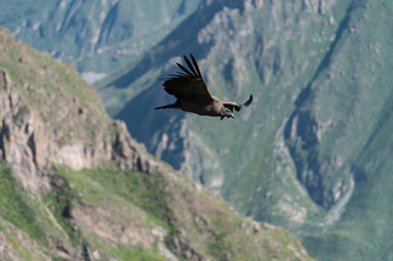 Adean condor flying over Adean Moutain, Colca Canyon, Arequipa,
