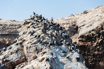 Peruvian booby on the rock, Islas Ballestas, Peru