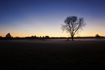 The one tree in the middle of the field