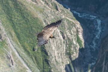 Adean condor flying over Adean Moutain, Colca Canyon, Arequipa,