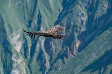 Andean Condor flying, Arequipa, Peru