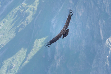Adean condor wing spareading over Adean Moutain, Colca Canyon, A