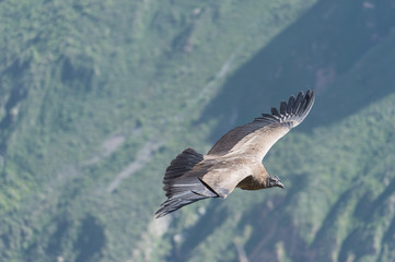 Andean Condor flying