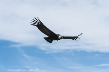 Fototapeta na wymiar Andean Condor flying
