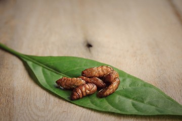 fried insects