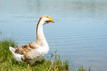 Cheerful gray goose