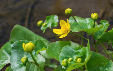 Plant of marsh marigold.