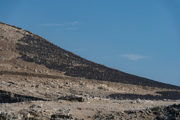 Thousand of Peruvian booby and  Inca Tern on the rock, Islas Bal