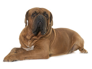 Dogue de Bordeaux